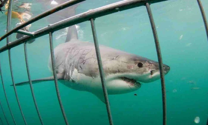 Shark Cage Diving Experience with Sharklady Adventures - Image 18