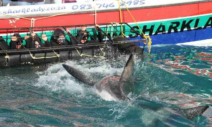 Shark Cage Diving Experience with Sharklady Adventures - Image 19