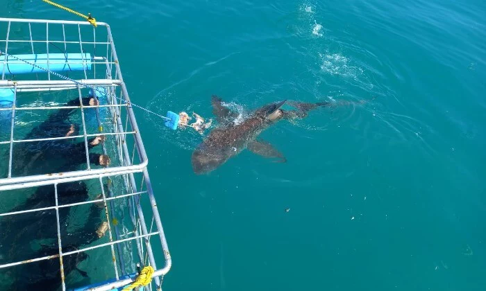 Shark Cage Diving Experience with Sharklady Adventures - Image 2