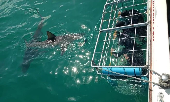 Shark Cage Diving Experience with Sharklady Adventures - Image 4