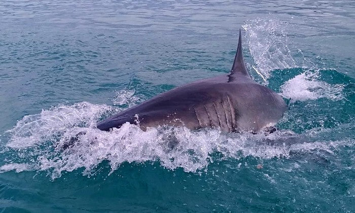 Shark Cage Diving Experience with Sharklady Adventures - Image 6