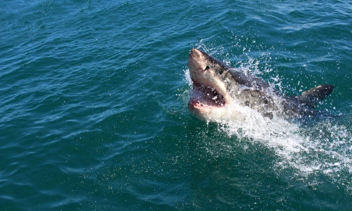 Shark Cage Diving Experience with Sharklady Adventures - Image 7