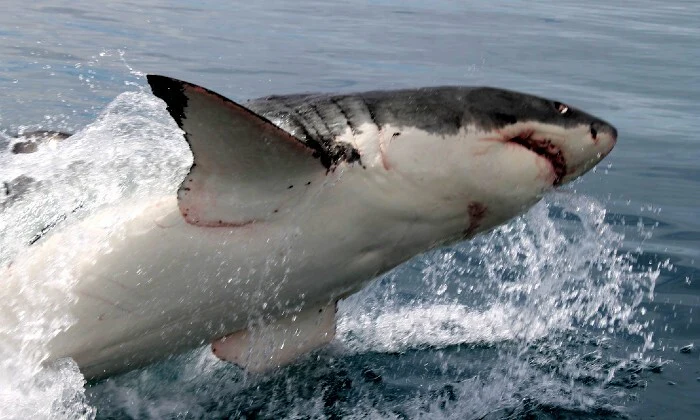 Shark Cage Diving Experience with Sharklady Adventures - Image 8