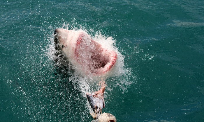 Shark Cage Diving Experience with Sharklady Adventures - Image 9