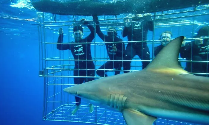 Shark Cage Diving - Image 8
