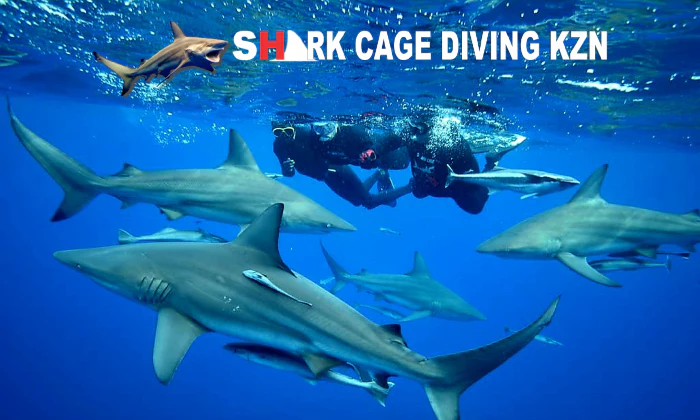 Shark Snorkelling Experience