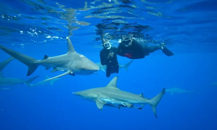 Shark Snorkelling Experience - Image 3