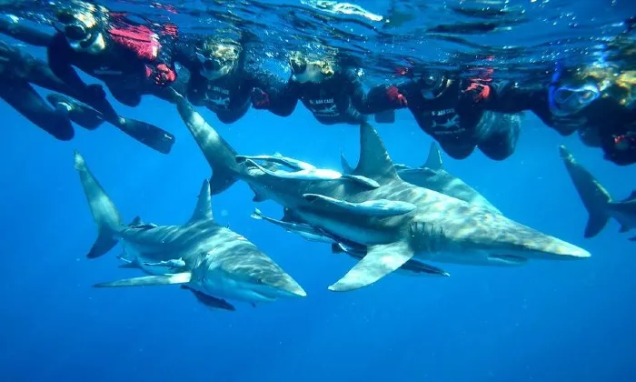 Shark Snorkelling Experience - Image 4