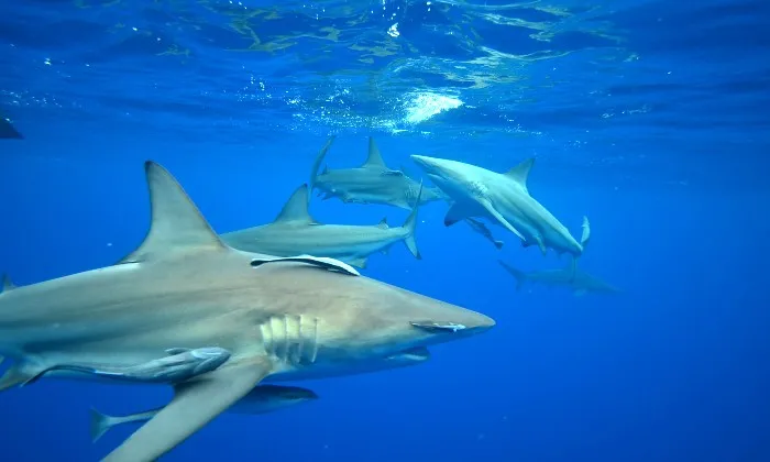Shark Snorkelling Experience - Image 5