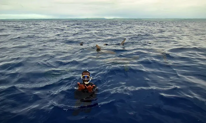Shark Snorkelling Experience - Image 6