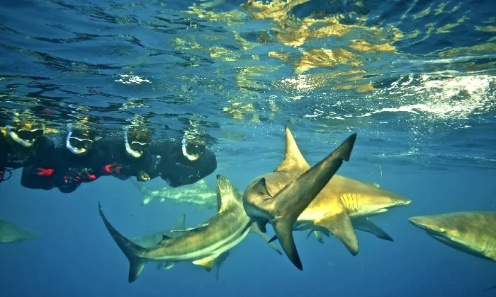 Shark Snorkelling Experience - Image 7