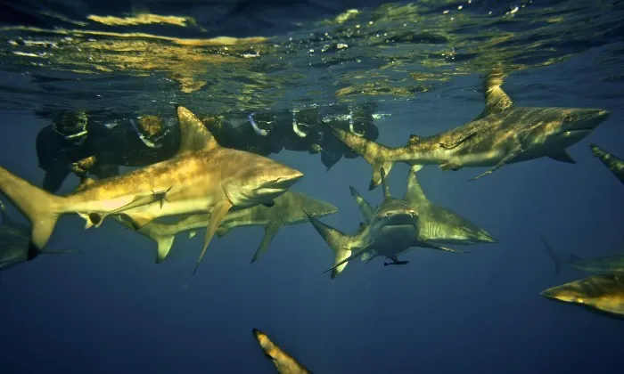 Shark Snorkelling Experience - Image 8