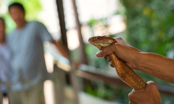 Snake & African Grey Interaction with Photos, in Pretoria — Fun for All Ages - Image 2