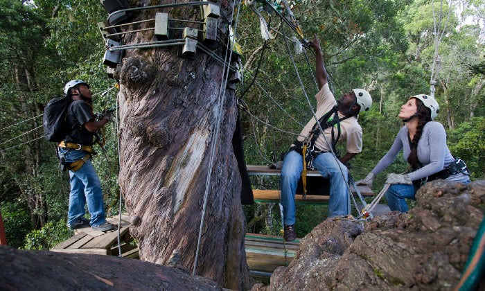 Tsitsikamma Canopy Tour – Zipline Adventure with Stormsriver Adventures in South Africa’s Lush Rainforest - Image 3