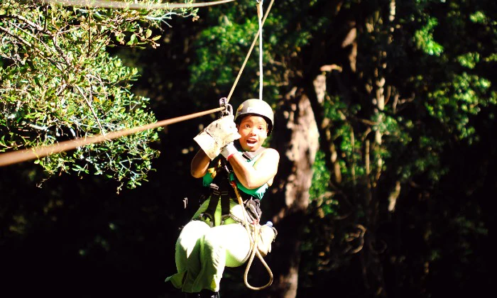Tsitsikamma Canopy Tour – Zipline Adventure with Stormsriver Adventures in South Africa’s Lush Rainforest - Image 6