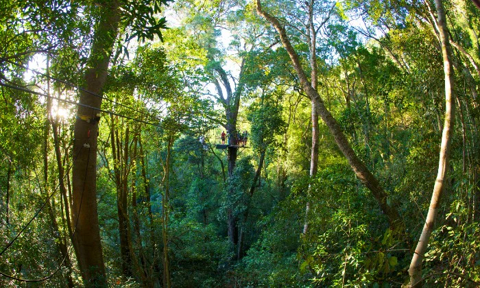Tsitsikamma Canopy Tour – Zipline Adventure with Stormsriver Adventures in South Africa’s Lush Rainforest - Image 9