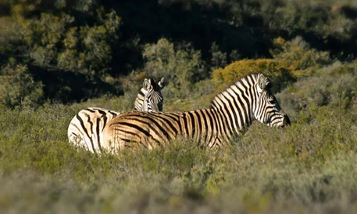 Western Cape: 2-Night Stay for 2 including Game Drive at African Game Lodge - Image 13