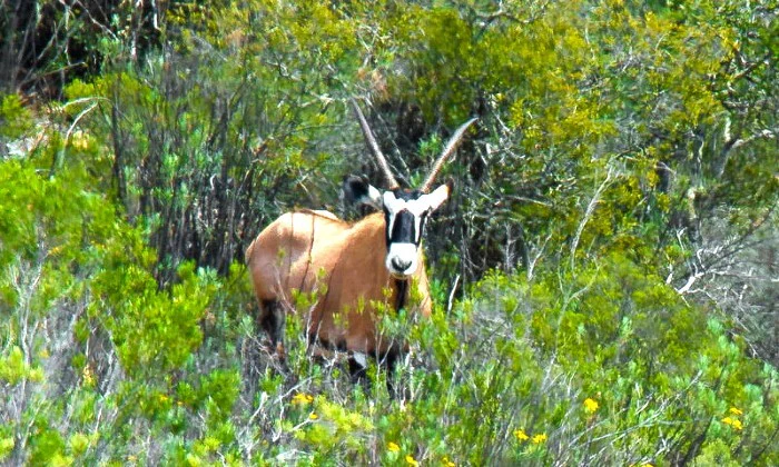 Western Cape: 2-Night Stay for 2 including Game Drive at African Game Lodge - Image 8