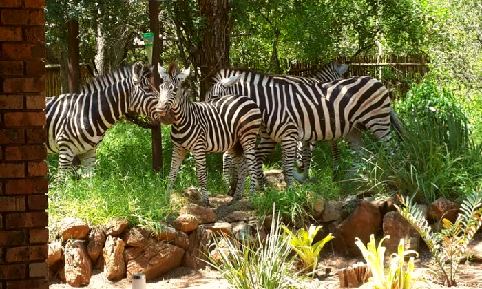 Western Cape: 2-Night Stay for Two including Breakfast & Dinner at Kruger Riverside Lodge - Image 11