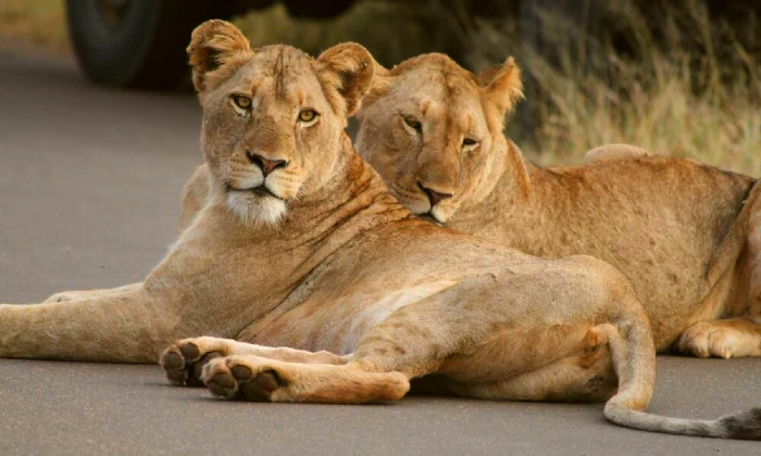 Western Cape: 2-Night Stay for Two including Breakfast & Dinner at Kruger Riverside Lodge - Image 12
